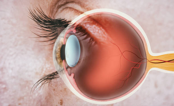 Retina